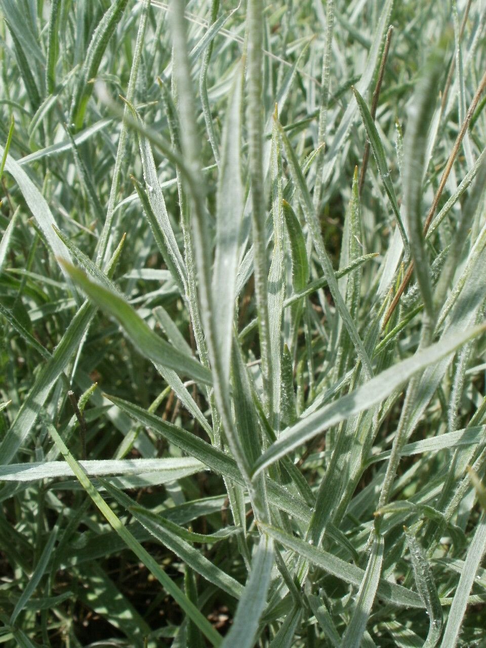 Centaurea trinervia — houseplant care guide