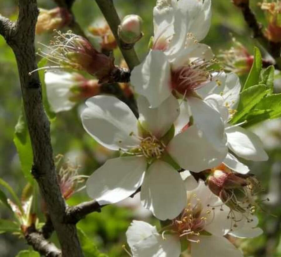 Prunus amygdaloides — houseplant care guide