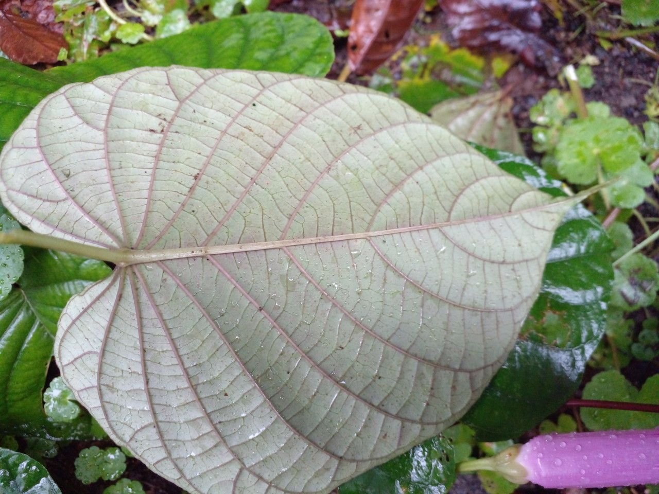 Ipomoea philomega leaf
