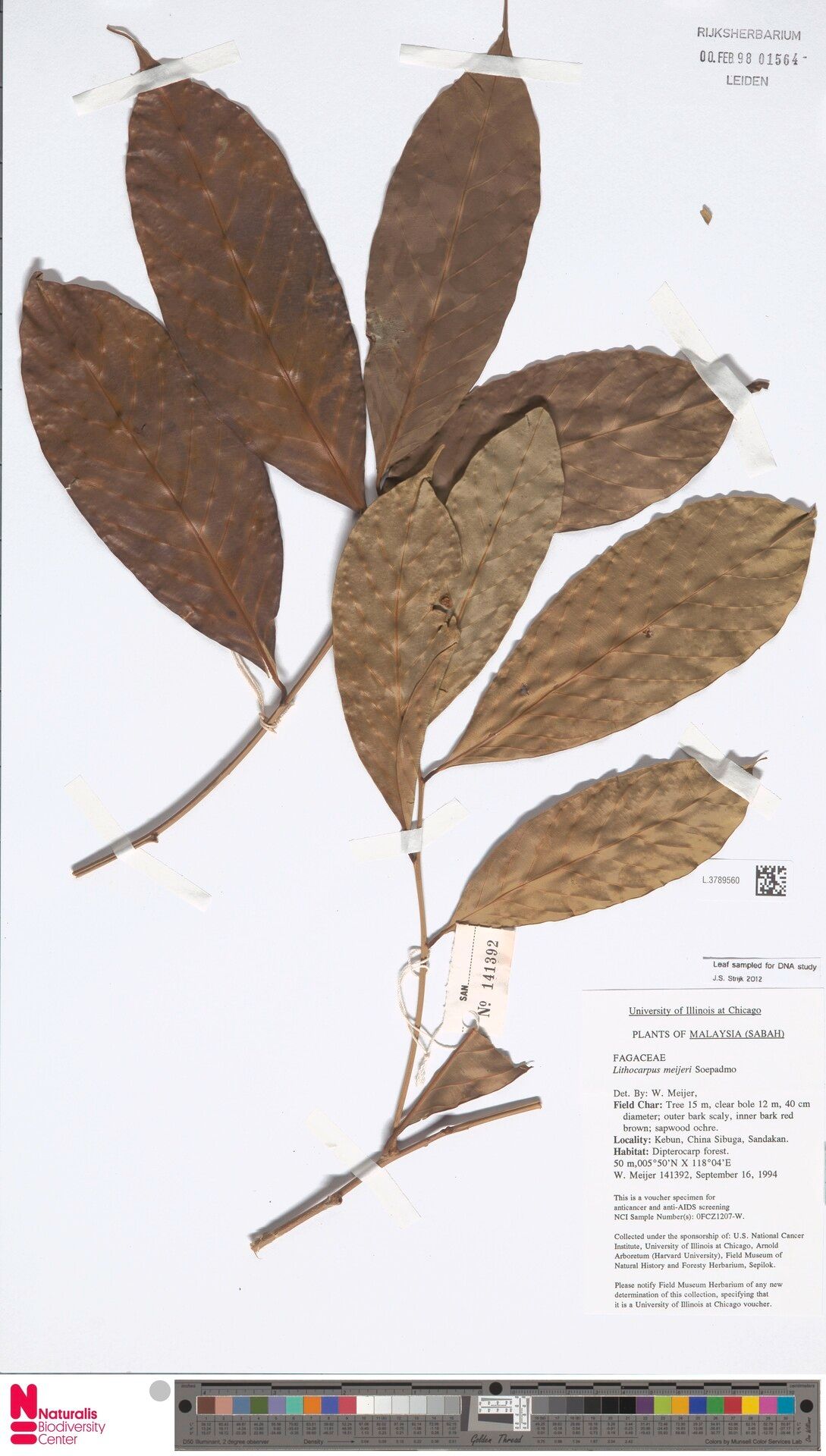 Lithocarpus meijeri — search result for 'Lithocarpus'