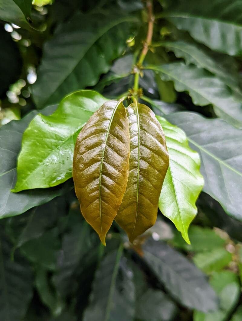 Coffea stenophylla — search result for 'Sierra Leone'
