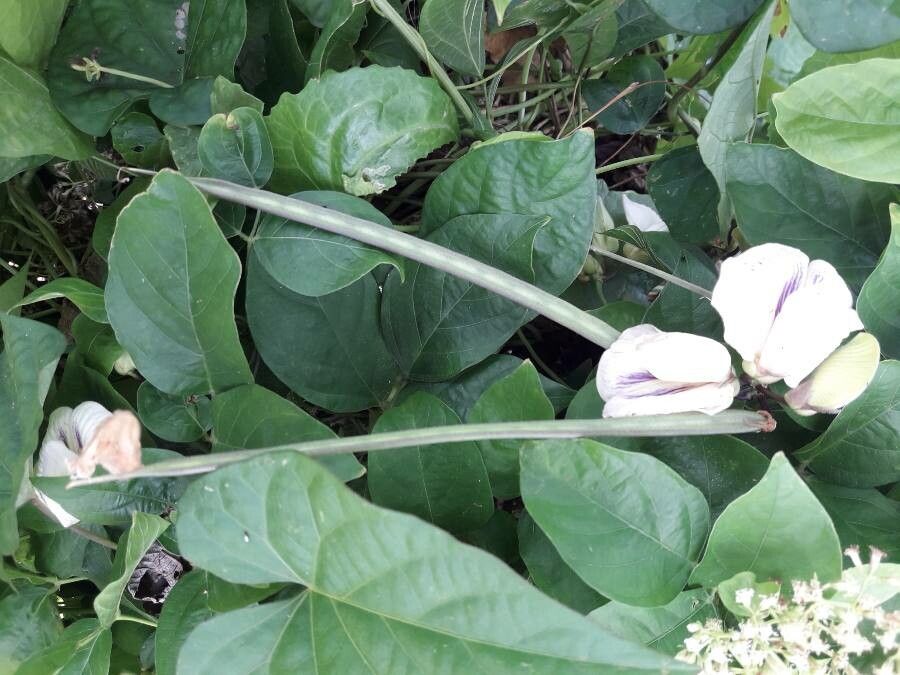 Centrosema pubescens fruit