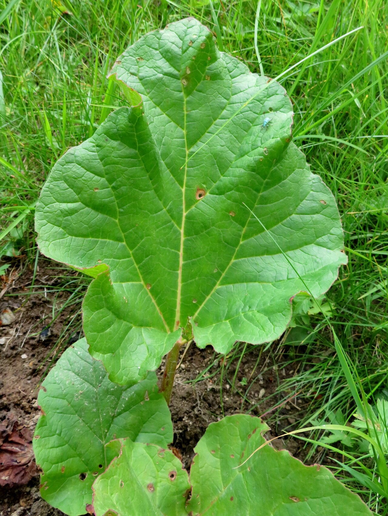 Rheum macrocarpum — related species from the same genus