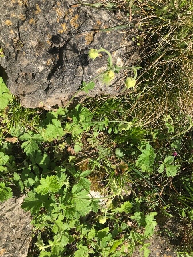 Geum bulgaricum habit