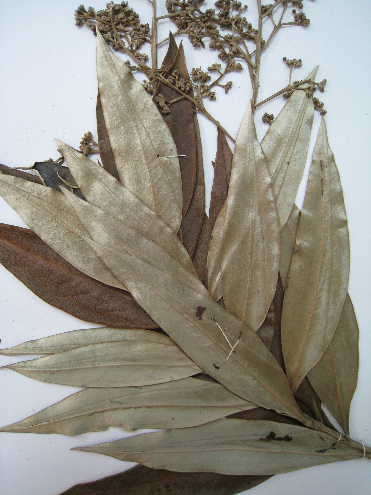 Ocotea guianensis other