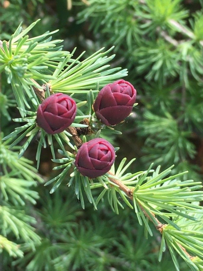 Larix laricina flower