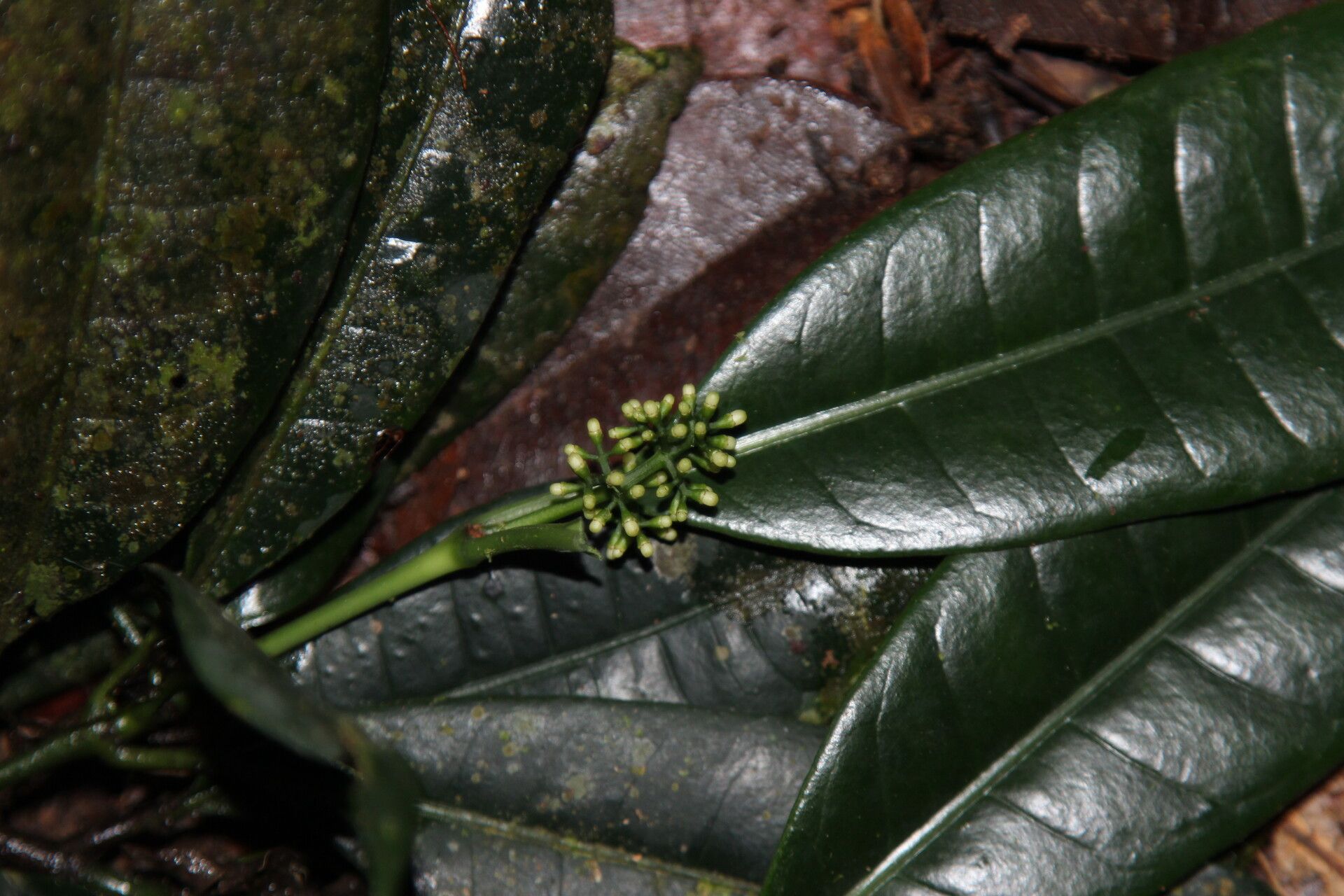 Psychotria senterrei flower