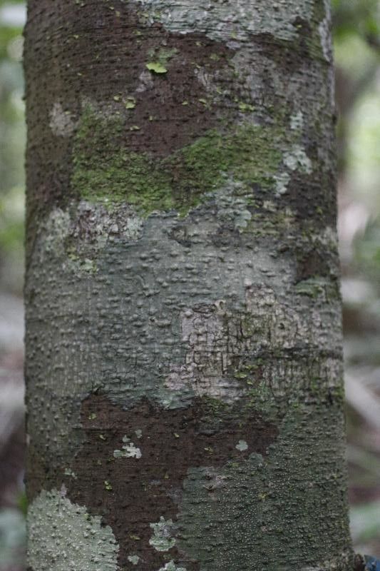 Ocotea canaliculata — search result for 'Ocotea'