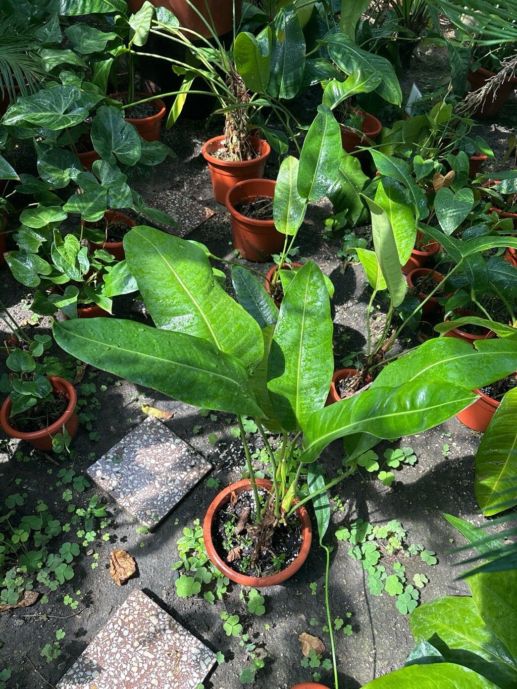 Anthurium cordifolium — houseplant care guide