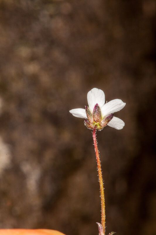 Arenaria balearica bark