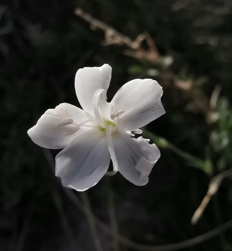 Dianthus integer flower