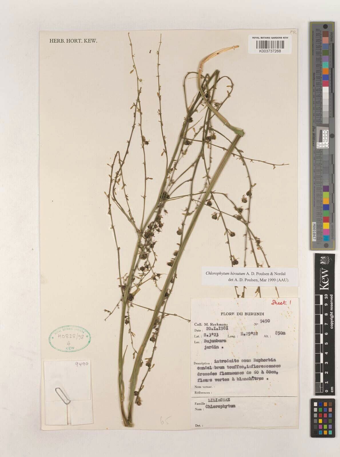 Chlorophytum hirsutum — search result for 'Chlorophytum'