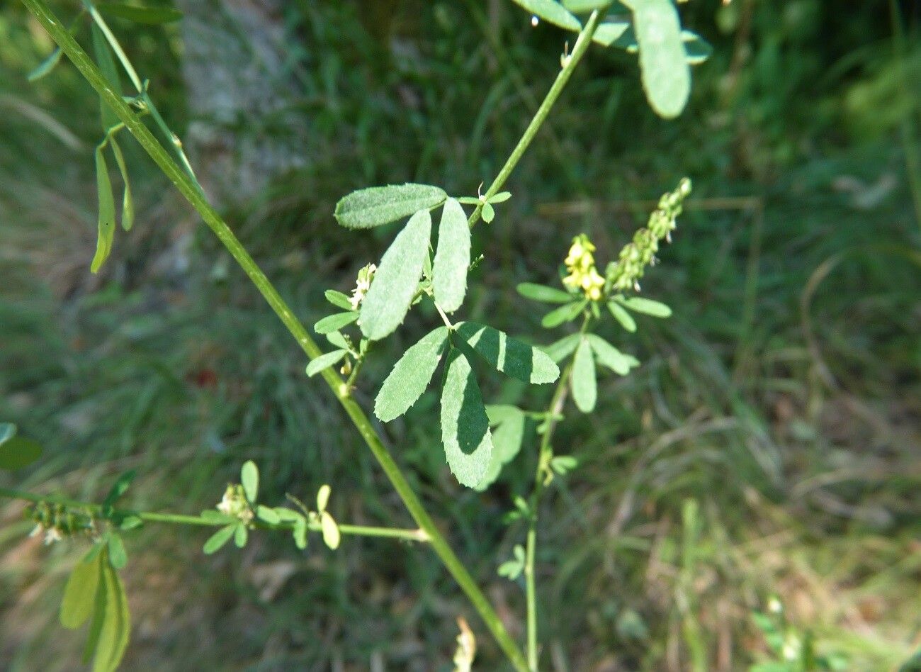 Trigonella officinalis — houseplant care guide