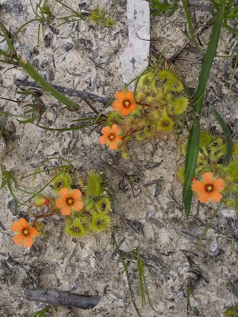 Drosera glanduligera flower