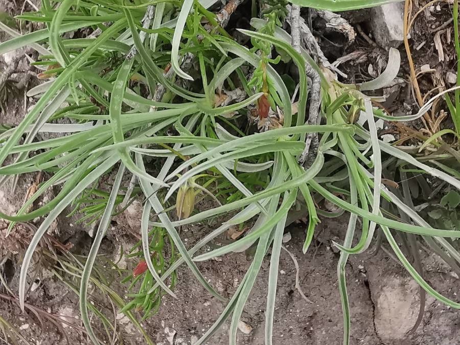 Campanula carnica — houseplant care guide