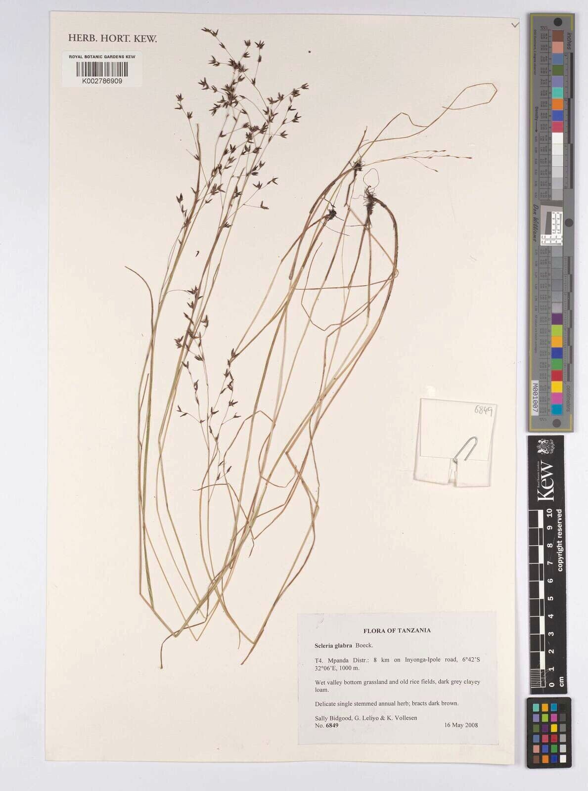 Scleria glabra — houseplant care guide