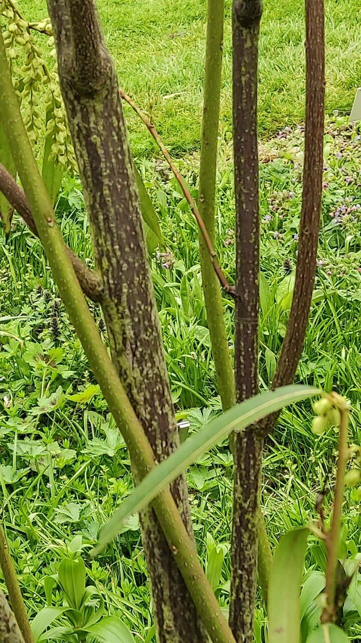 Stachyurus salicifolius bark