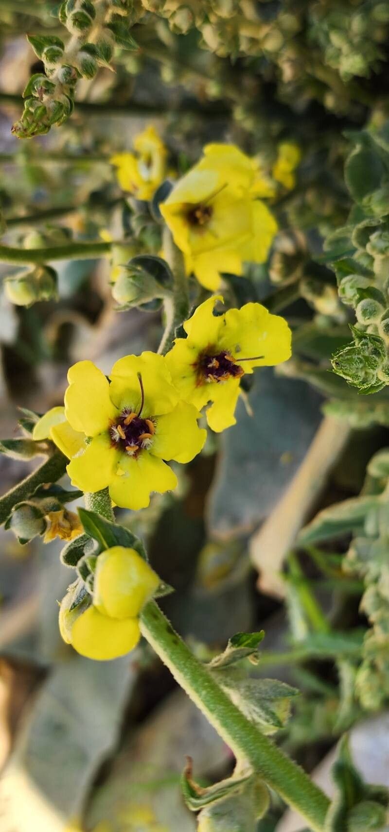 Verbascum carmanicum flower