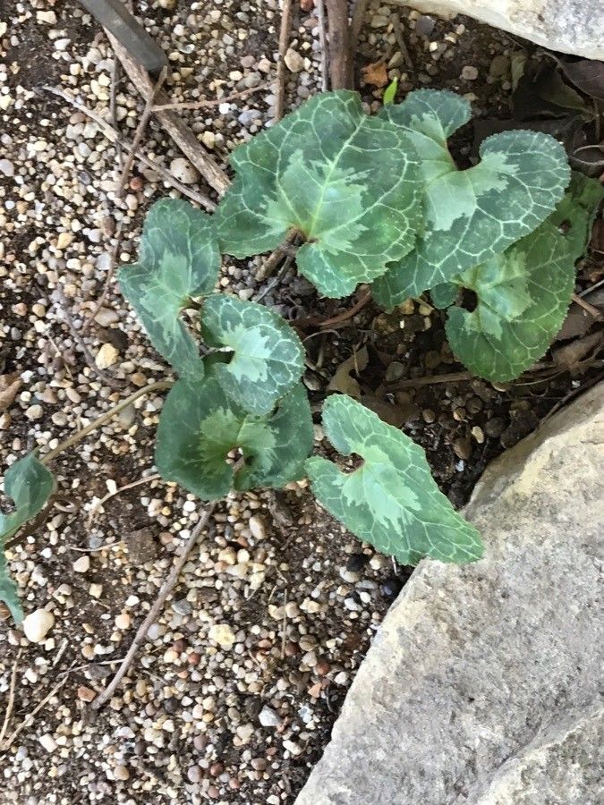 Cyclamen graecum — search result for 'Primulaceae'