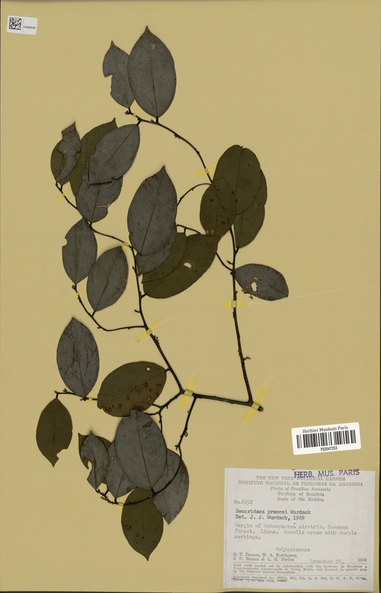 Securidaca prancei — houseplant care guide