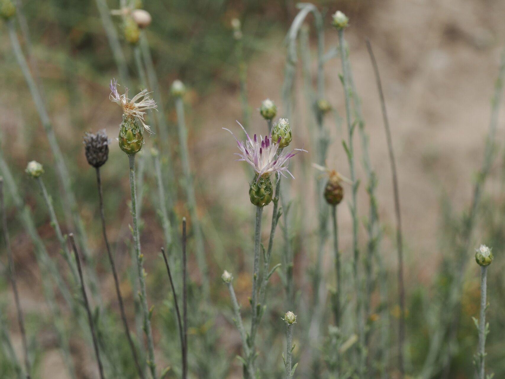 Psephellus amblyolepis flower