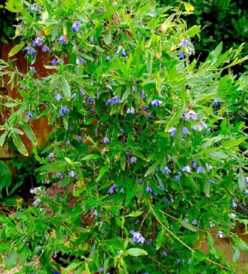 Billardiera heterophylla leaf