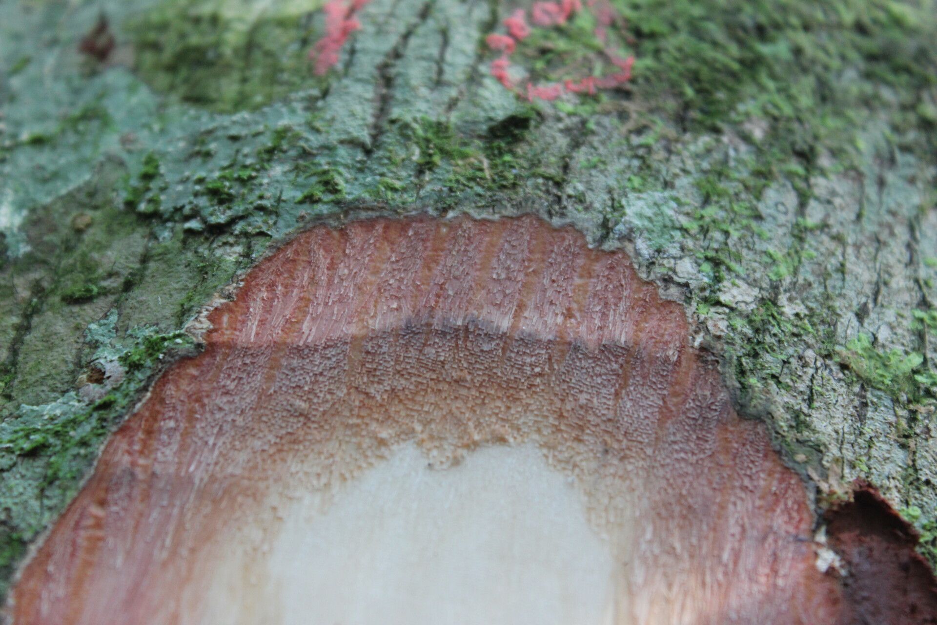 Nesogordonia kabingaensis bark