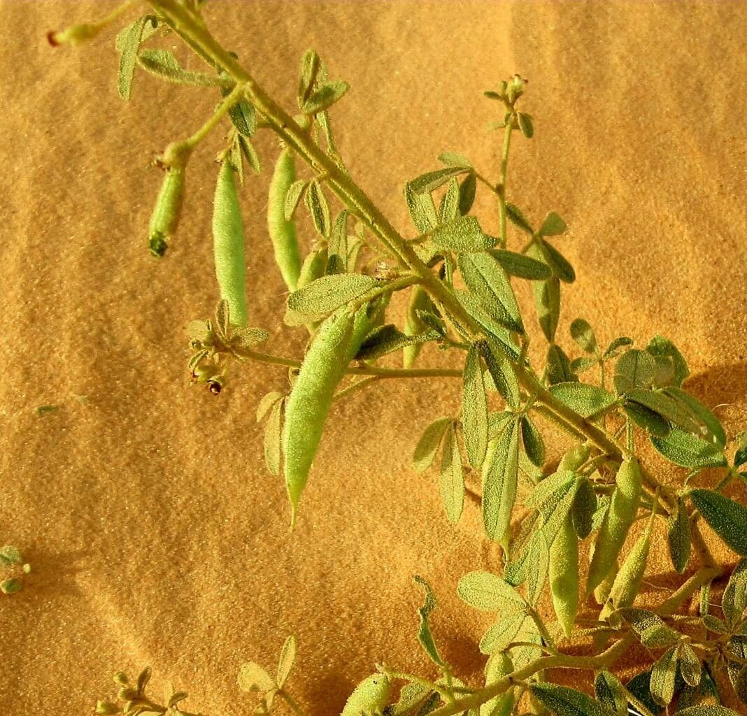 Cleome amblyocarpa fruit
