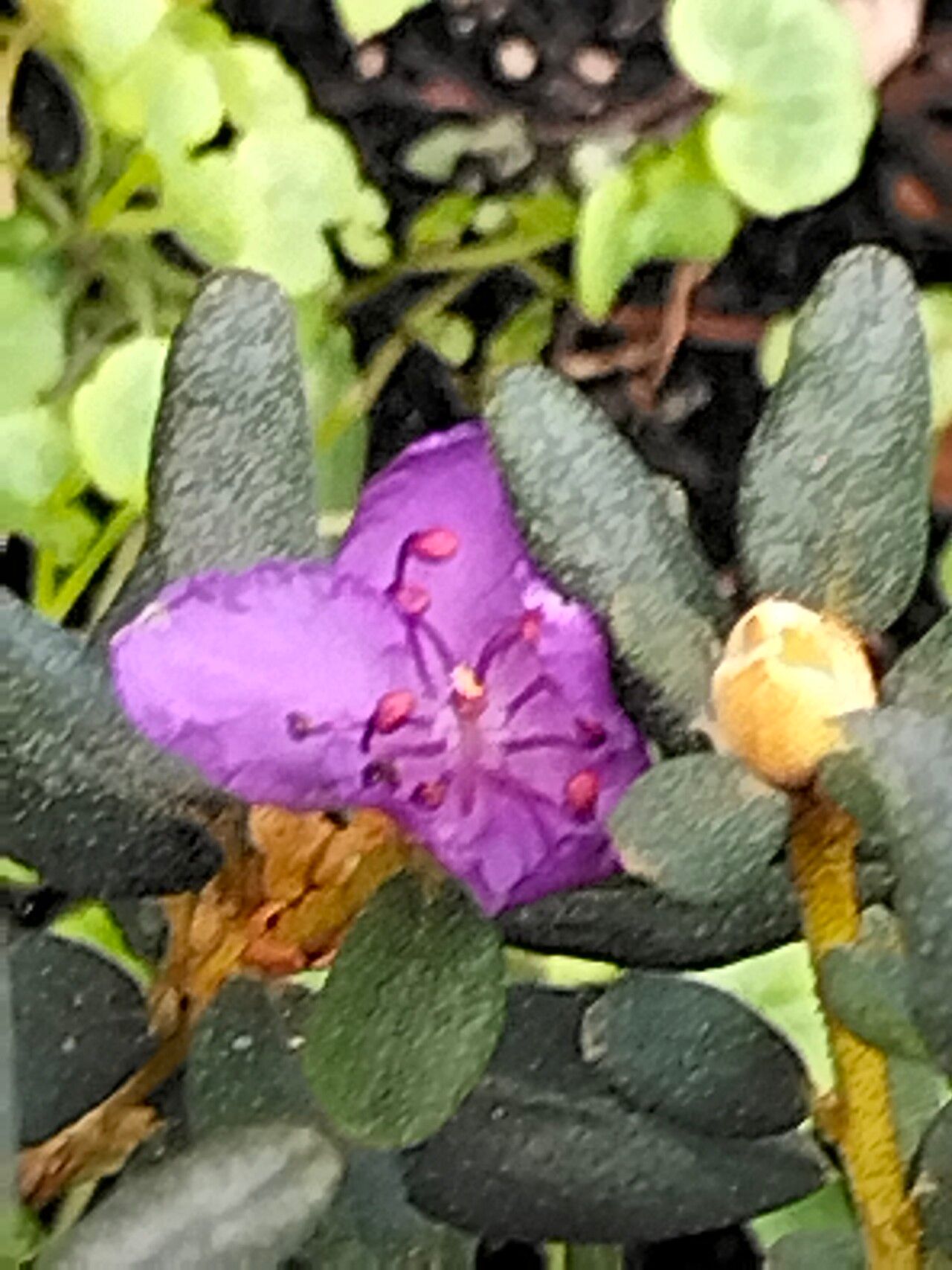 Rhododendron tapetiforme flower