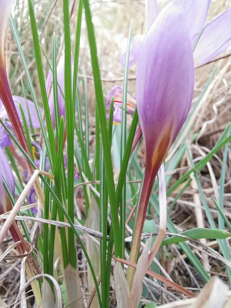 Crocus thomasii — search result for 'Croatia'