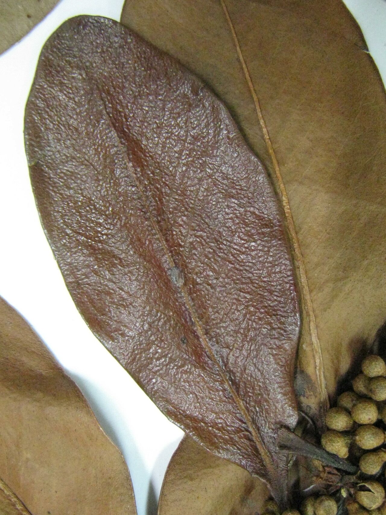 Myrsine guianensis other