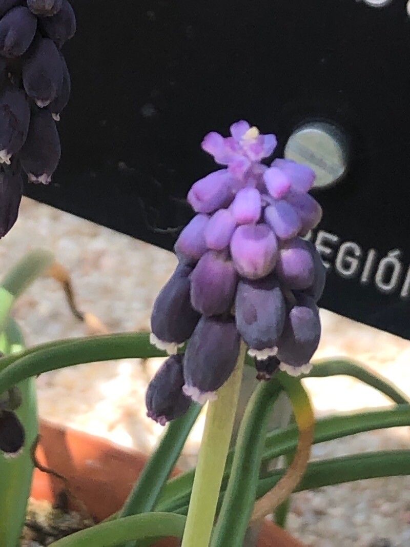 Muscari baeticum flower