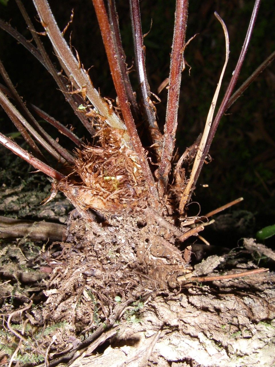 Tectaria mexicana bark