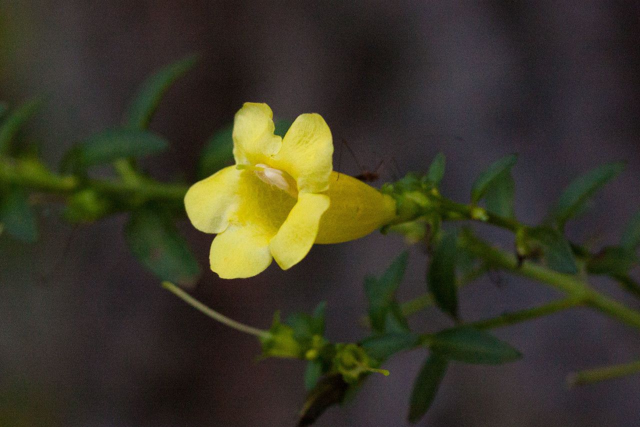 Aureolaria levigata flower