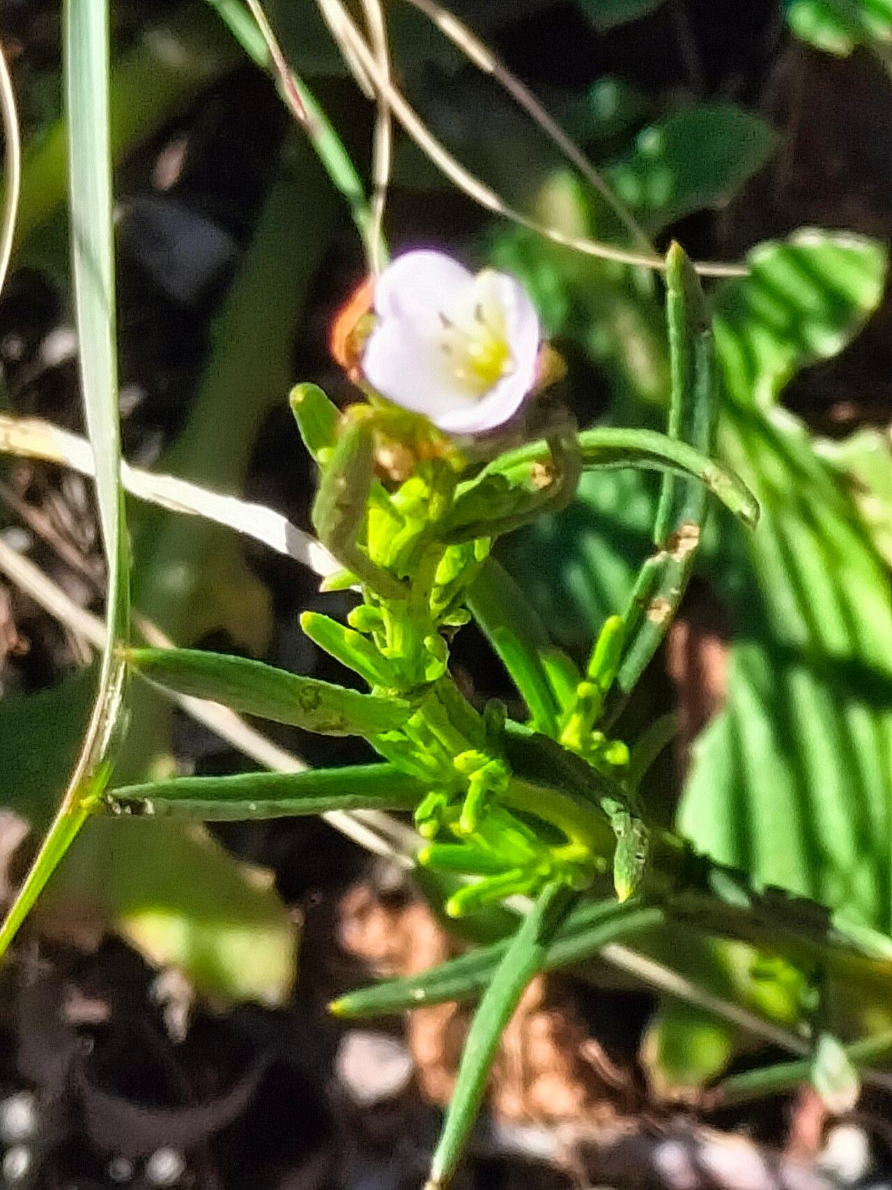 Heliophila scoparia — search result for 'Scoparia'
