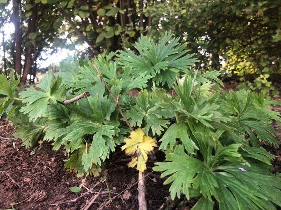 Delphinium bolosii — search result for 'Delphinium'