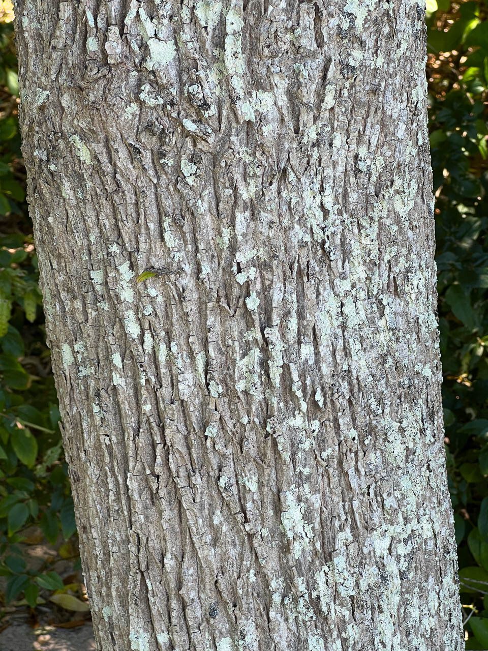 Planchonella cinerea bark
