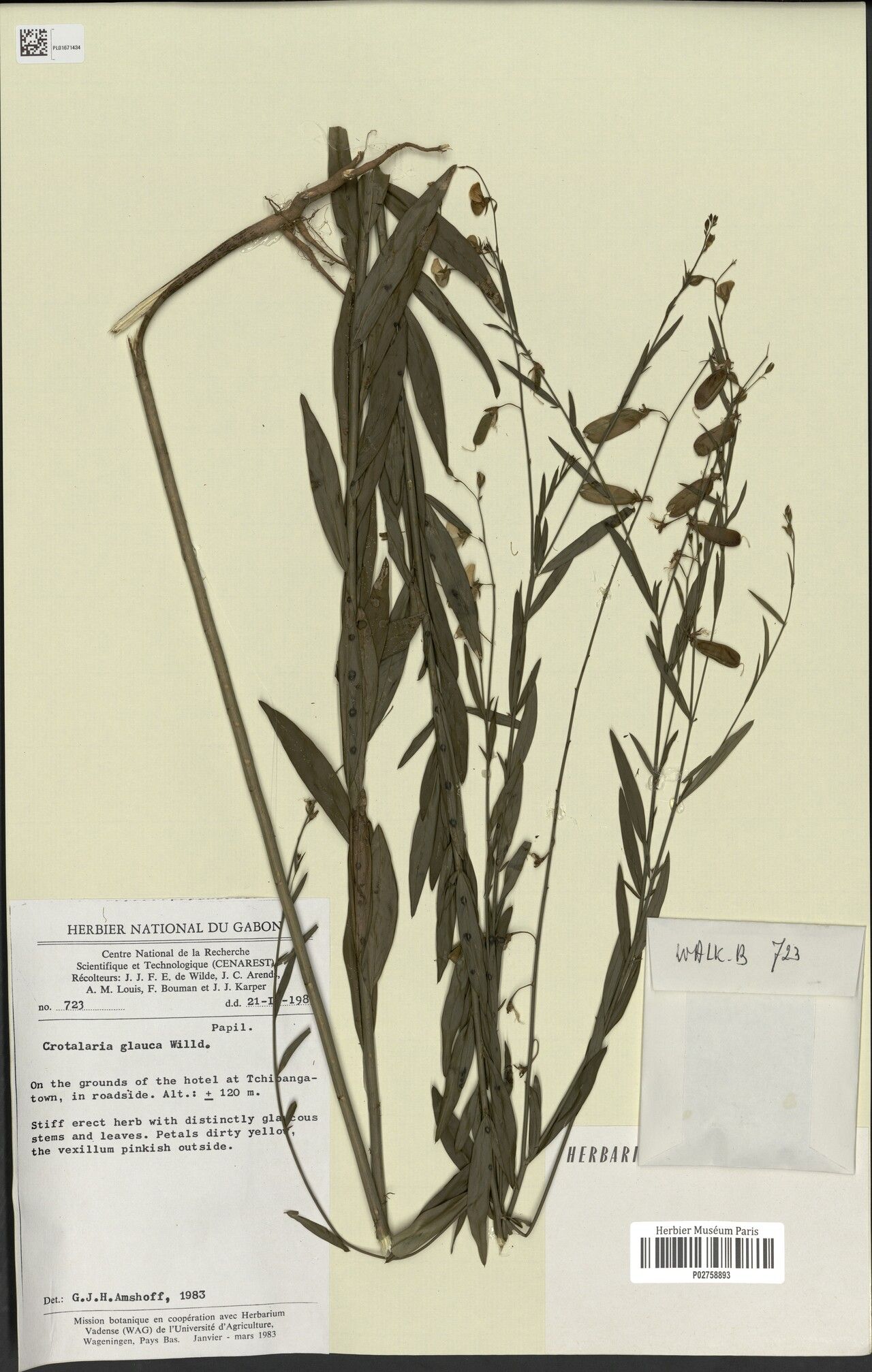 Crotalaria tchibangensis — houseplant care guide