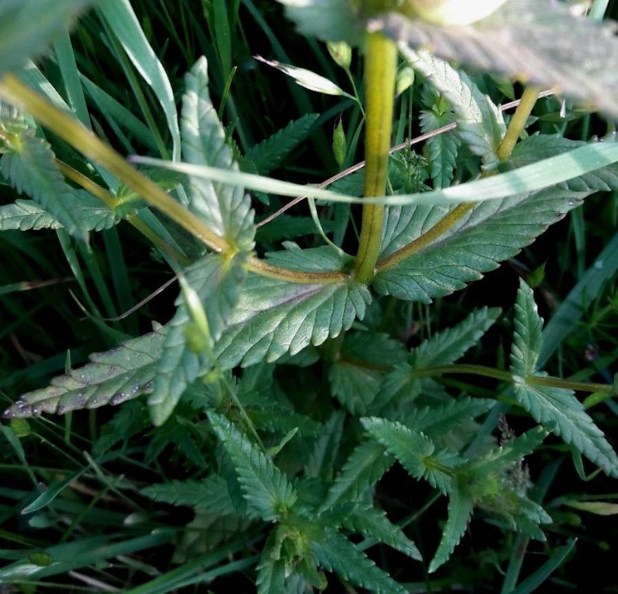 Rhinanthus minor leaf