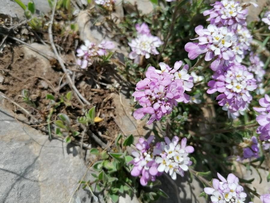 Iberis bernardiana flower
