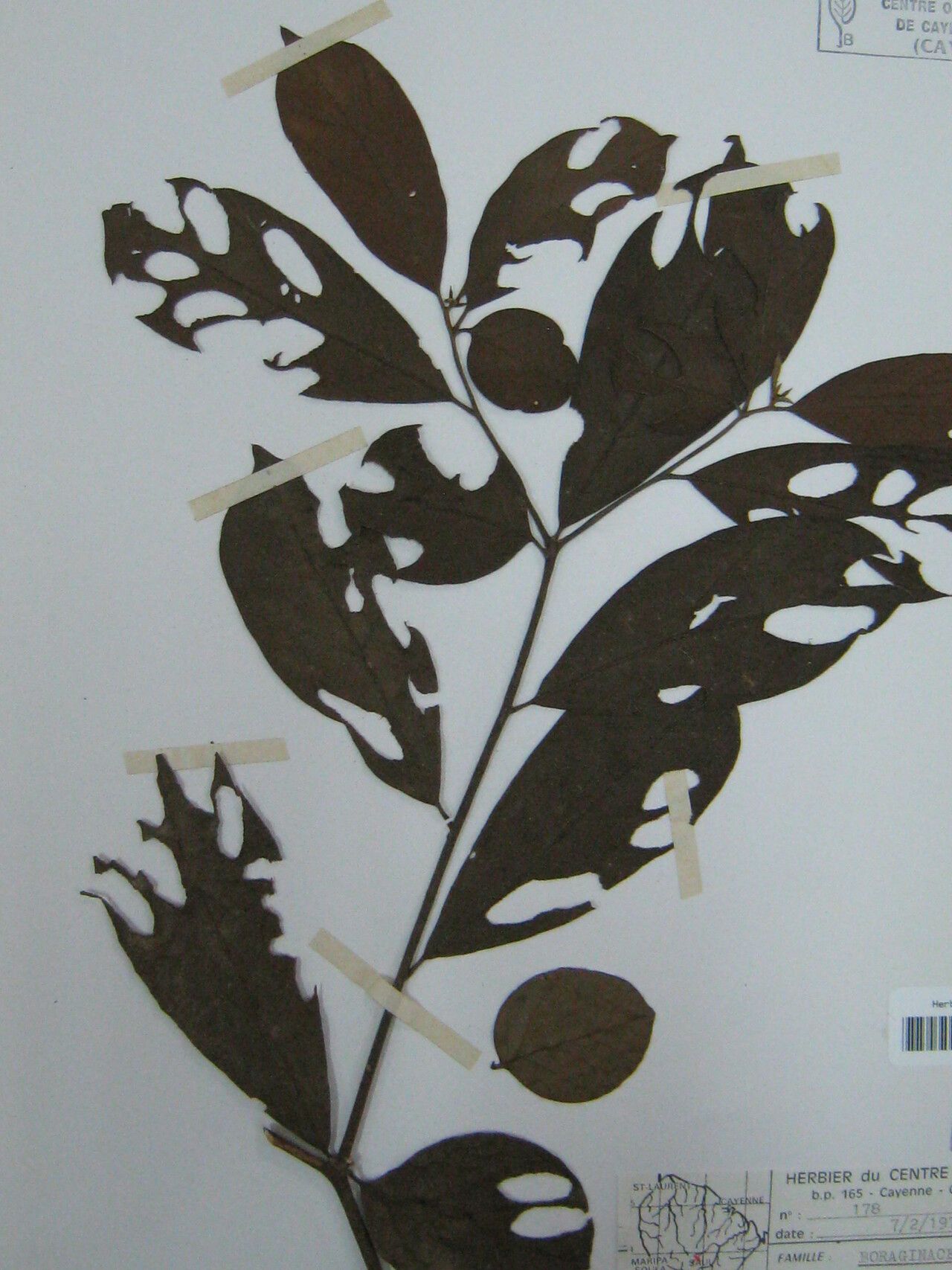 Cordia naidophila other