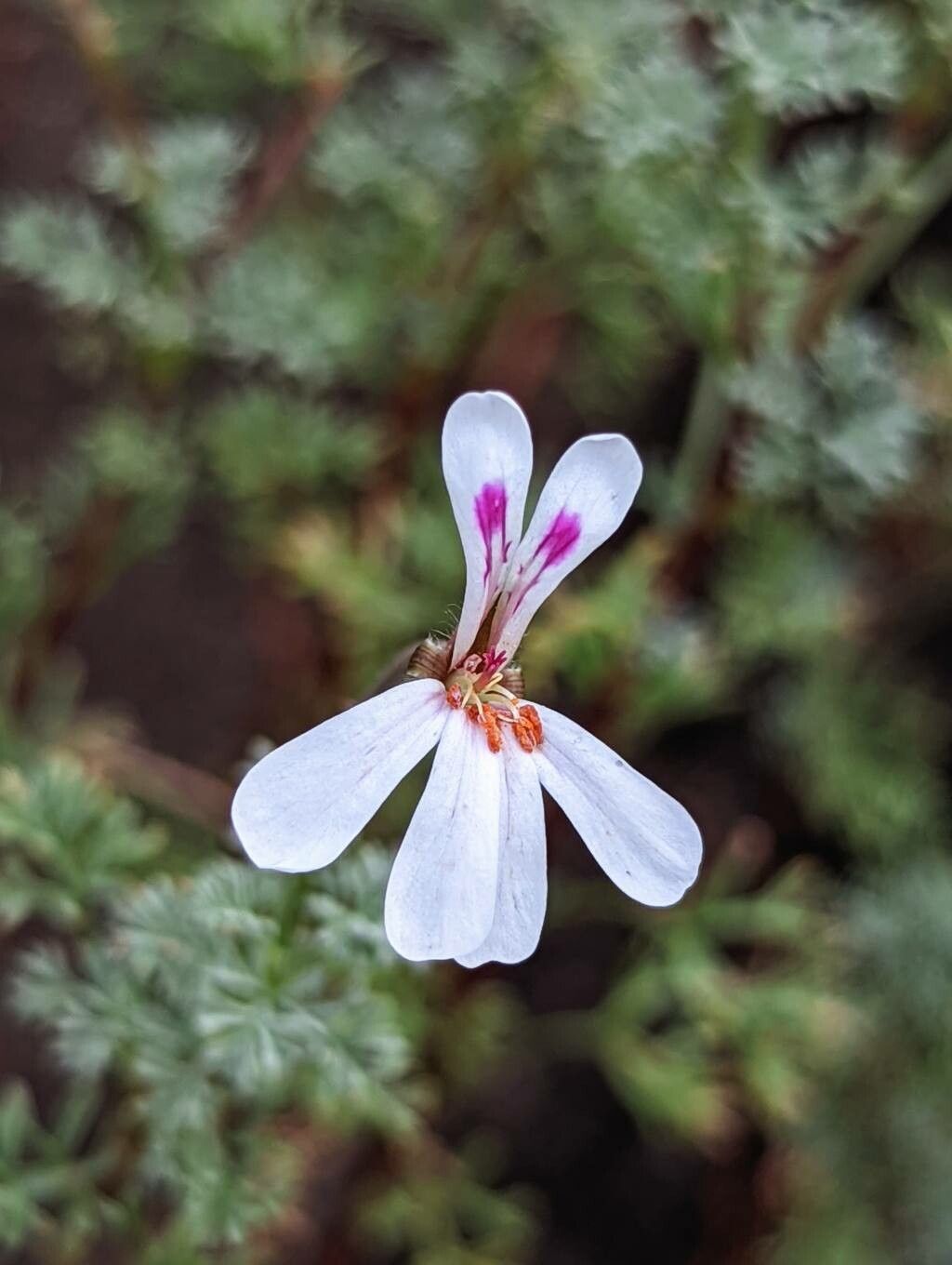 Pelargonium abrotanifolium flower