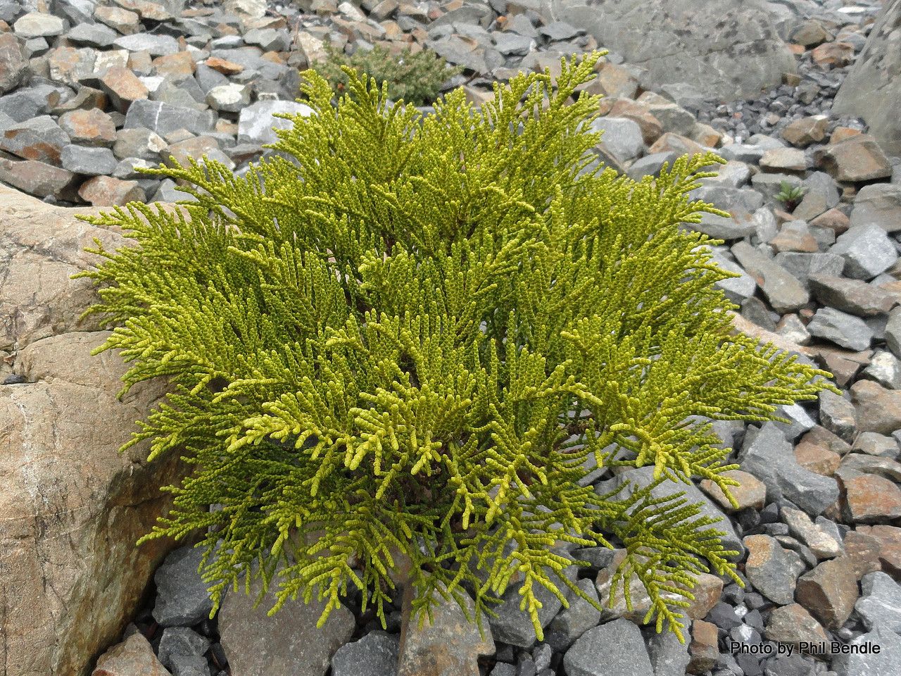 Veronica armstrongii — houseplant care guide