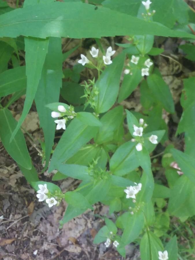 Houstonia purpurea flower