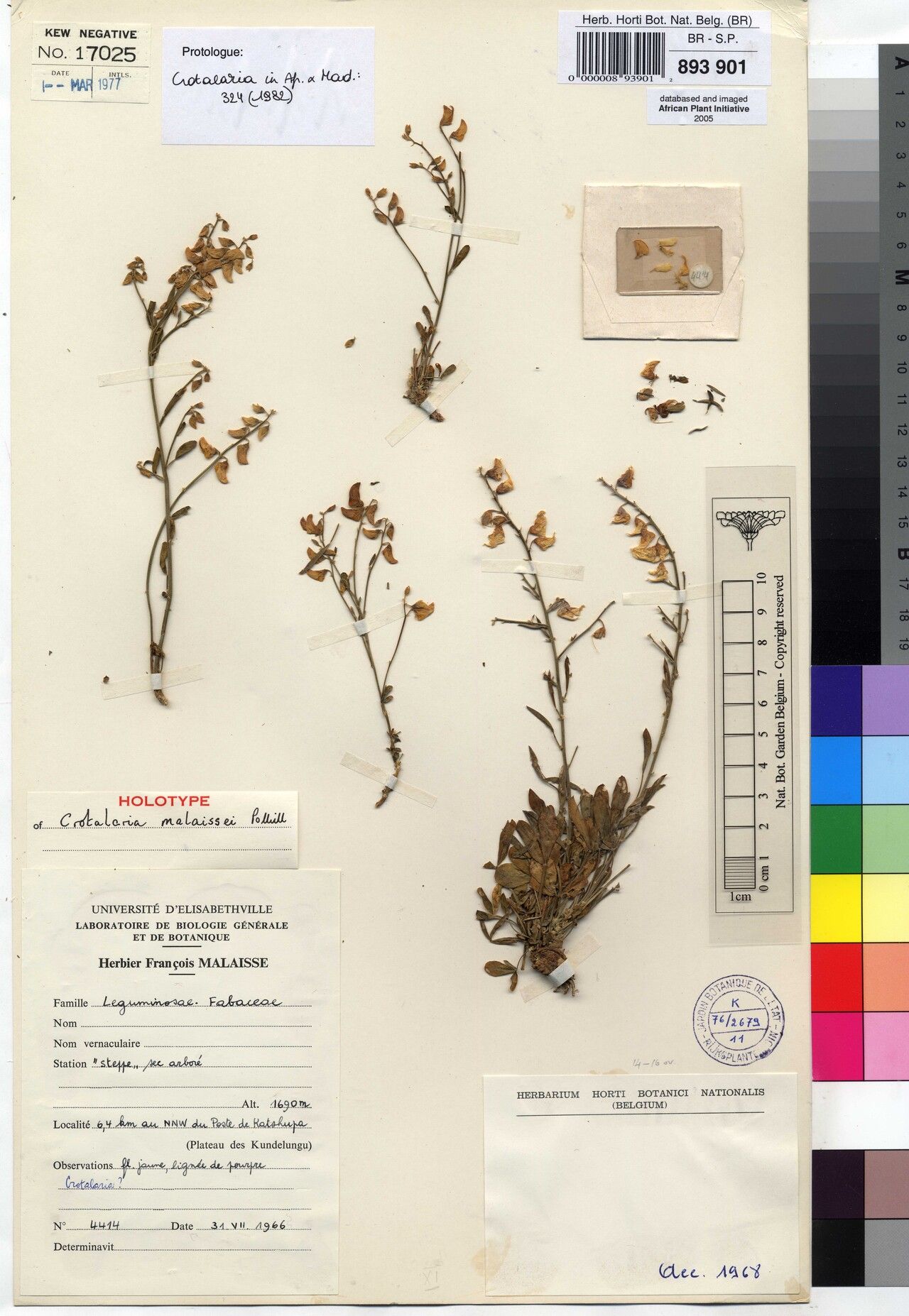 Crotalaria malaissei — houseplant care guide