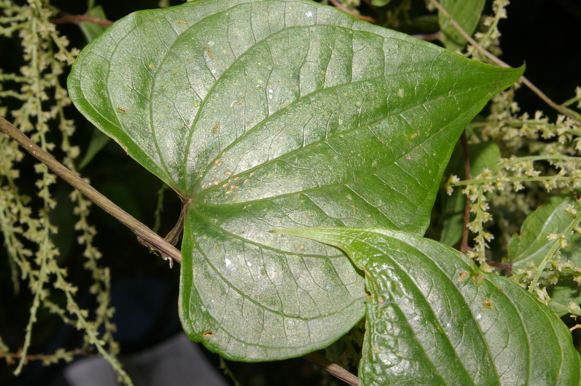 Dioscorea matagalpensis — houseplant care guide