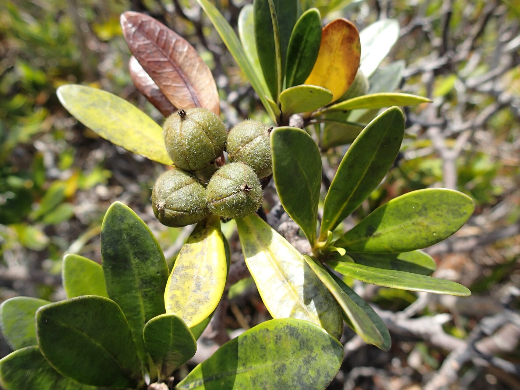Baloghia buchholzii fruit