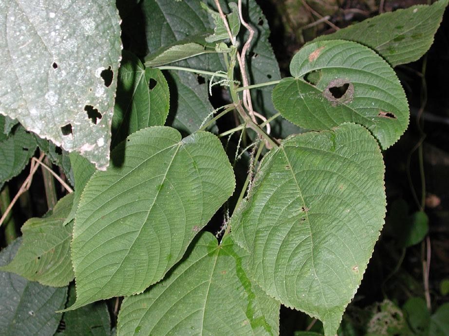 Acalypha villosa — search result for 'Acalypha'