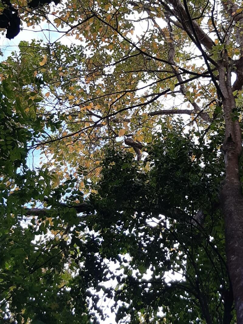 Homalium racemosum — houseplant care guide