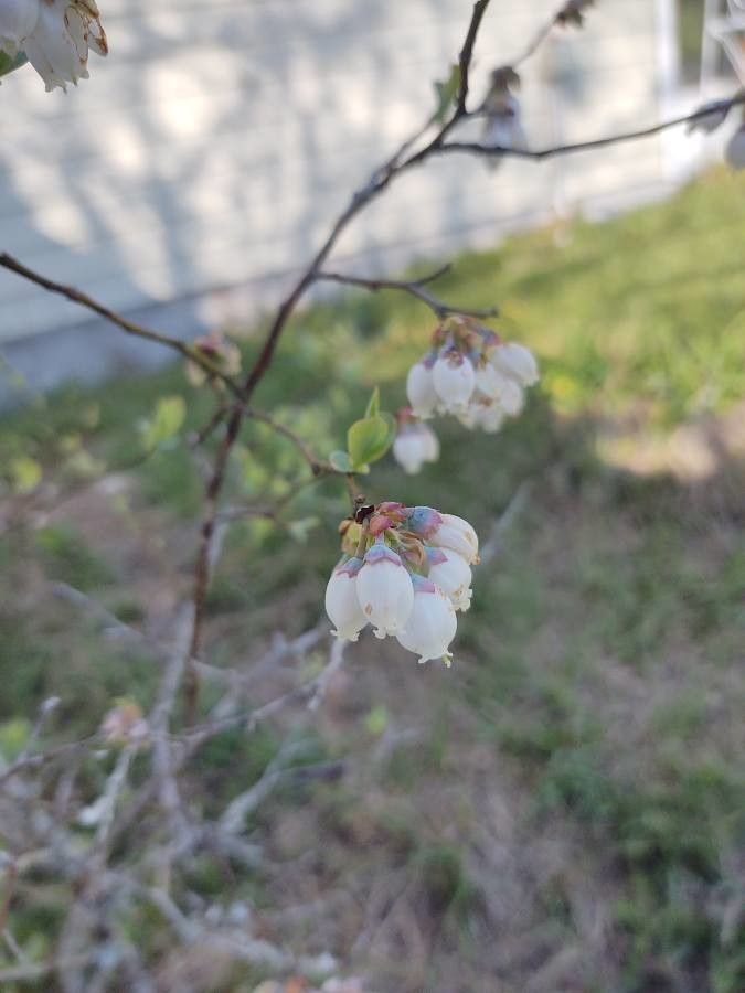 Vaccinium virgatum flower